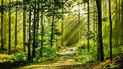 Nature Forest Trees Grass HD Wallpaper Wallpaper Flare