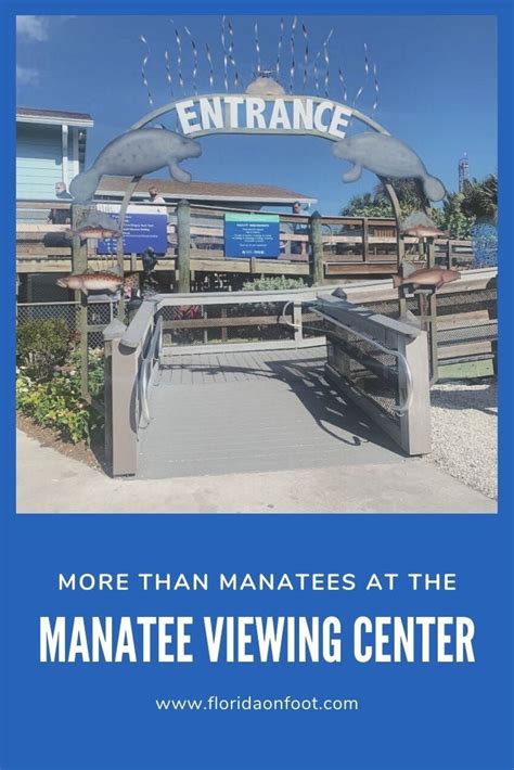 Manatee viewing center – Artofit