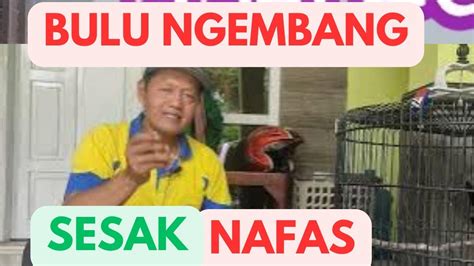 CARA MENGATASI MURAI BATU NGEMBANG BULU DAN SAKIT NAPAS SEGERA LAKUKAN