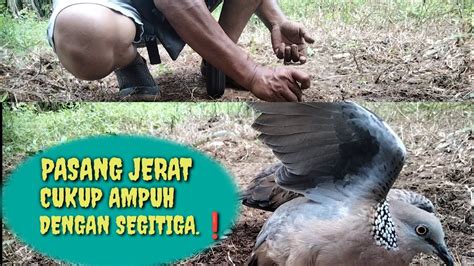 PASANG JERAT RACIK YANG AMPUH CUKUP PAKAI DENGAN SEGI TIGA JARANG