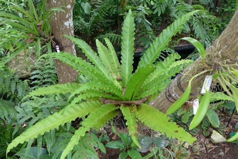 Helecho Nido De Pájaros Cómo Cultivar Y Cuidar Especies De Asplenium