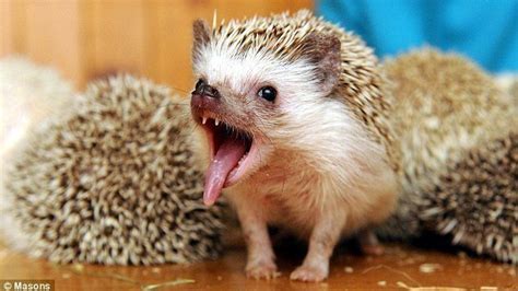 Petition · Create a Hedgehog emoji · Change.org