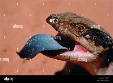 Eastern Blue Tongue Skink Tiliqua Scincoides Showing Tongue