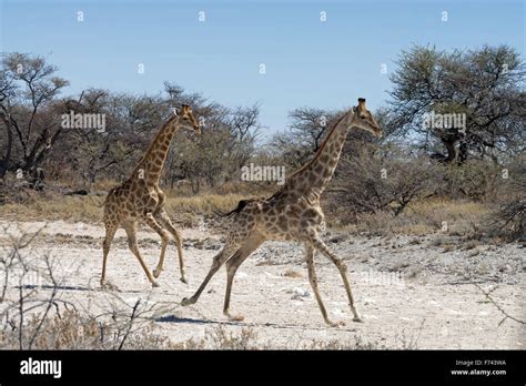 Giraffa Giraffa Angolensis Hi Res Stock Photography And Images Alamy