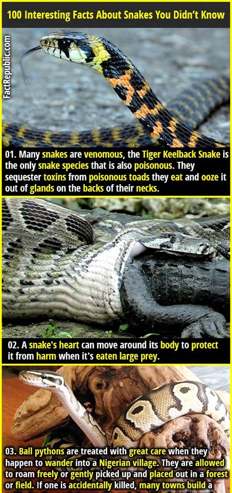 100 Interesting Facts About Snakes Page 3 Of 4 Fact Republic