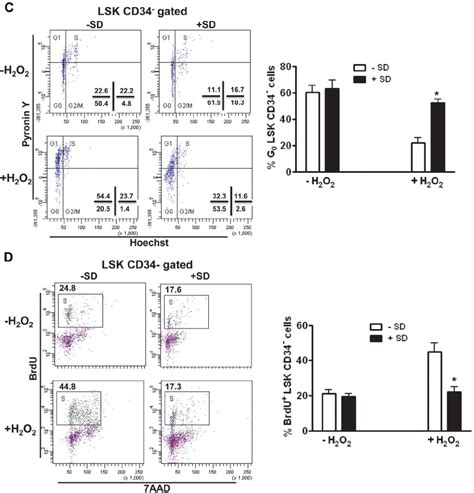 Continued C D Salidroside Prevents HSC Cycling In Vivo Cells