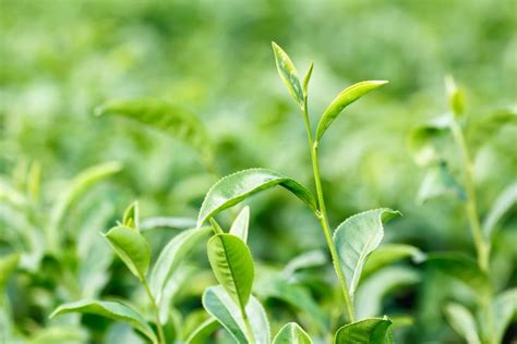 Camellia Sinensis Grow Your Own True Tea Plant And Process The Leaves