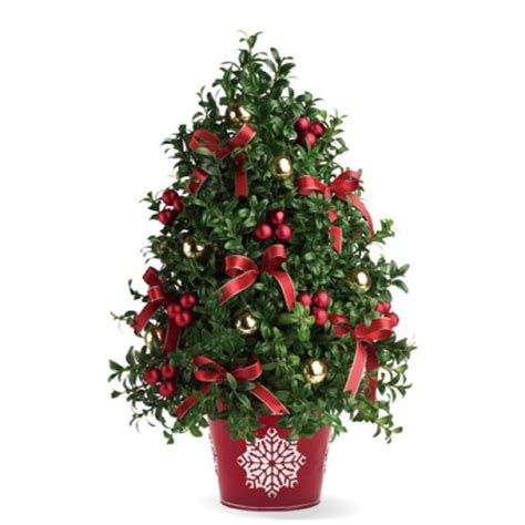 Christmas Boxwood Holiday Tree 1 Florist In Central Ohio Flowerama Columbus Same Day