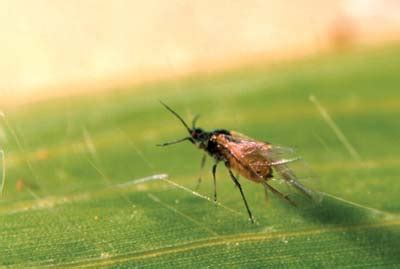 UF/IFAS Vegetable Arthropod Pest Photographs CD-ROM II