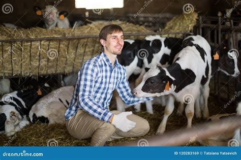 Male Employee With Dairy Cattle In Livestock Farm Stock Image Image