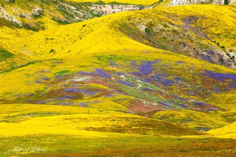 California Superbloom Carpets Landscape In Color Laptrinhx News