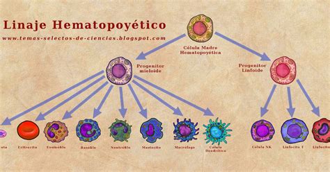 C Lulas Del Sistema Inmune E D