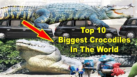 Top 10 Largest And Heaviest Crocodiles In The World Worlds Longest