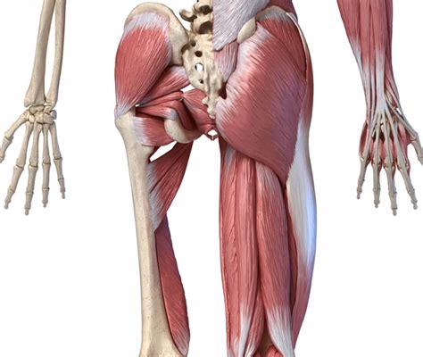 Muscolo Grande Gluteo