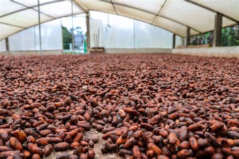 Un Negocio Justo Para Los Productores De Cacao En Ecuador Programa De Las Naciones Unidas Para