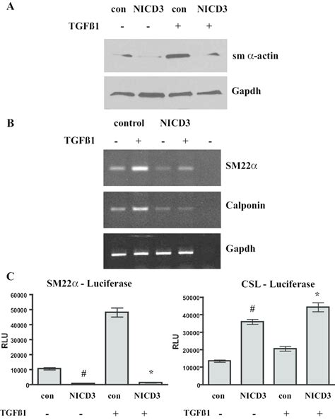 Notch3 Inhibits Smooth Muscle Gene Expression 10t1 2 Cells Were Download Scientific Diagram