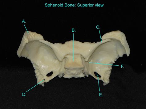 Sphenoid Superior Diagram Quizlet