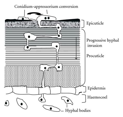 Depiction Of The Infection Process In B Bassiana Structure Of The Download Scientific Diagram