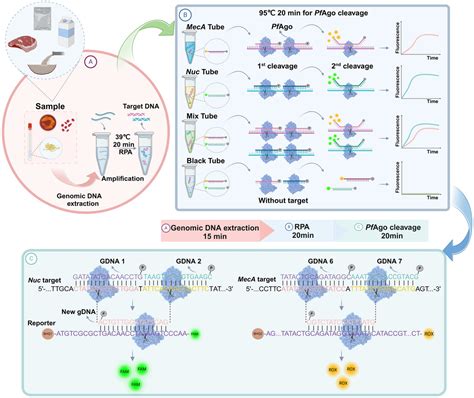 Frontiers Rapid And Sensitive Detection Of Methicillin Resistant