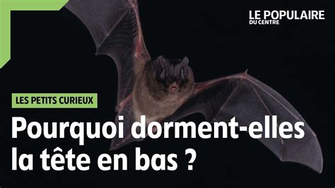 Petits curieux pourquoi les chauves souris dorment la tête en bas