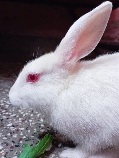 Albino Rabbit Rabbit Drawing Art Advice Bun Bun White Rabbits