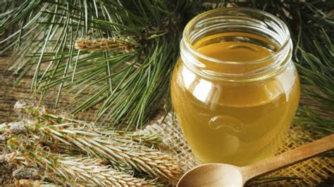 Recept za SIRUP OD BOROVIH IGLICA protiv kašlja bronhitisa upale grla