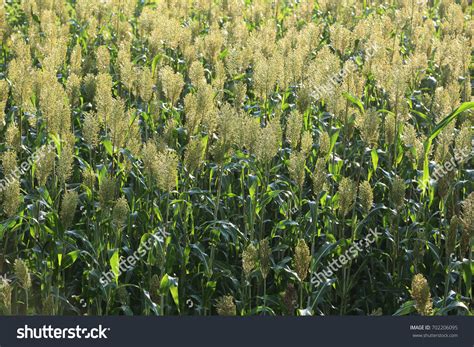 Jowar Grain Sorghum Crop Farm Stock Photo 702206095 Shutterstock