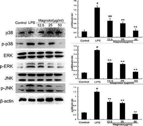 Magnolol Inhibits Lps Stimulated Mapk Activation Cells Were Pretreated