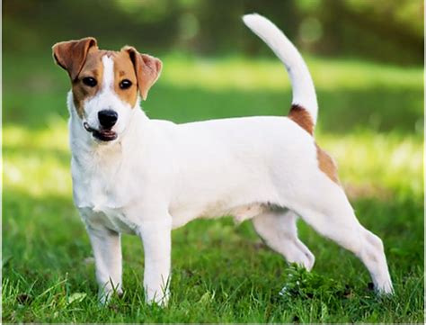 Jack Russell Terrier Wikipedia 45 Off