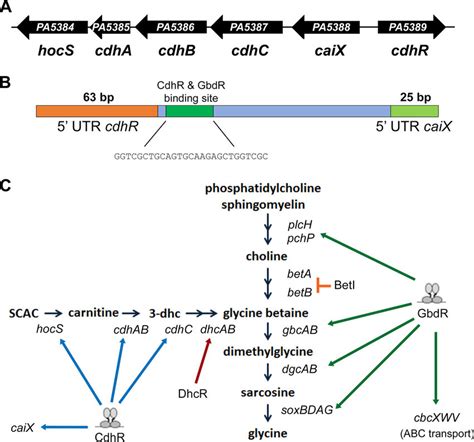 Diagram Of The P Aeruginosa Pao1 Carnitine Catabolism Operon And The Download Scientific