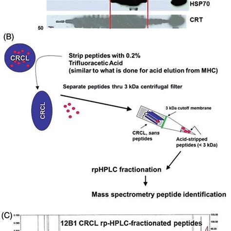 Results Of Crcl Preparation Scheme For Peptide Separation And