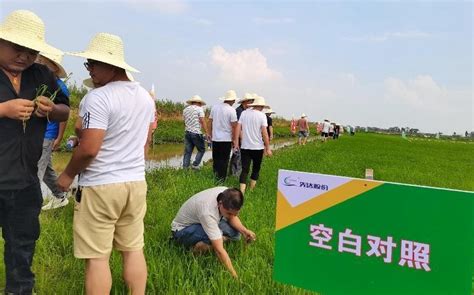 先达股份两大专利除草剂即将上市 企业动态 文章中心 农药资讯网