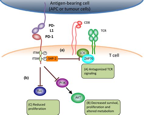 Combination Therapy Strategies For Improving PD1 Blockade Efficacy A