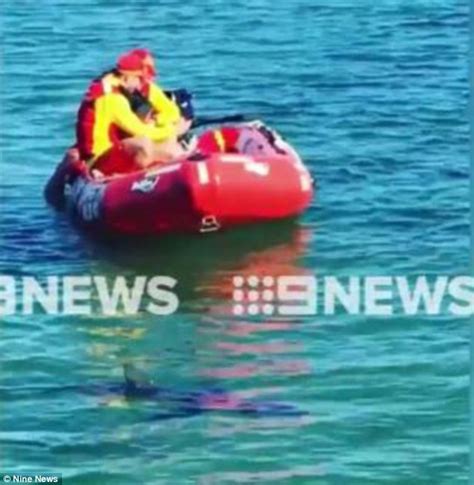 Shark Sighting At Elwood Beach In Melbourne Daily Mail Online