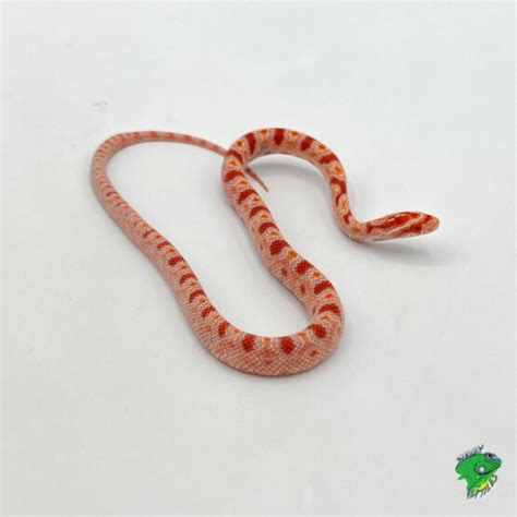 Tessera Snow Corn Snake Baby To Big Baby Strictly Reptiles