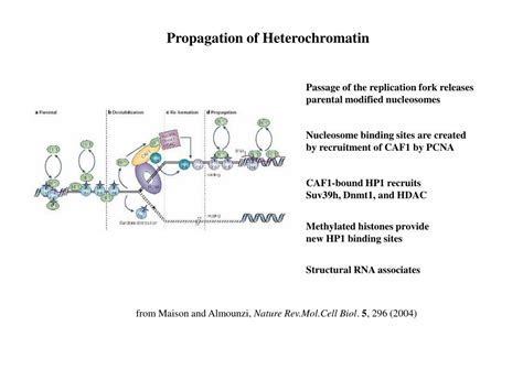 PPT - Heterochromatin PowerPoint Presentation, free download - ID:759476