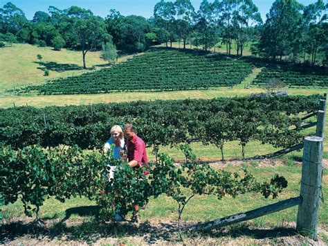 Tamborine Mountain Experience Gold Coast