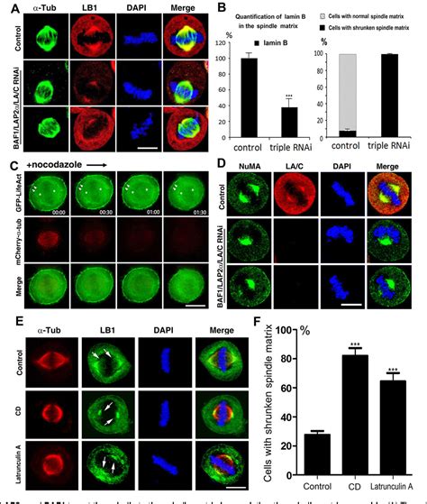 Figure 1 from The lamin A CLAP2αBAF1 protein complex regulates