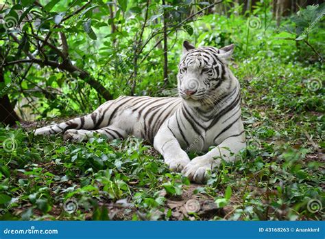 Female white bengal tiger stock image. Image of feline - 43168263