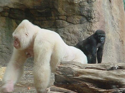 Snowflake the Gorilla | Albino animals, Baby gorillas, Albino gorilla