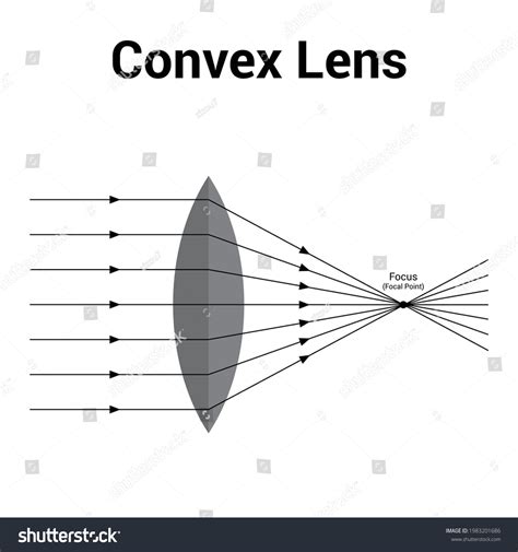 Lente Convexa Y Cóncava Diagramas De Ilustración 45 Off