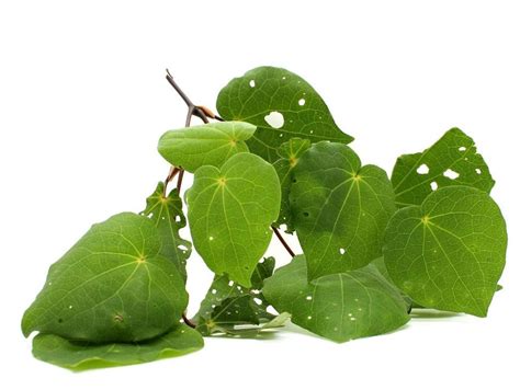 Kawakawa Oil