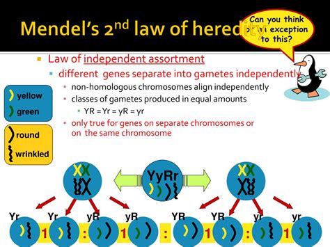 Ppt Law Of Independent Assortment Powerpoint Presentation Free Download Id 2560626