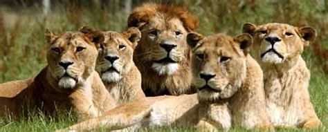 Pride Group Of Lions