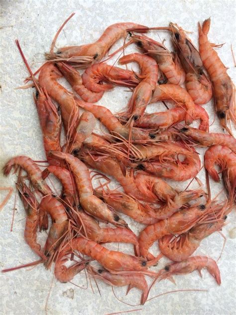 Red Prawns For Household Packaging Type Noramally Kg Wise Depend At