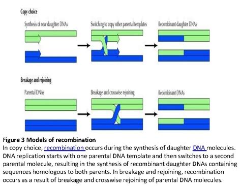 Recombination Contents Introduction Recombination Types Of