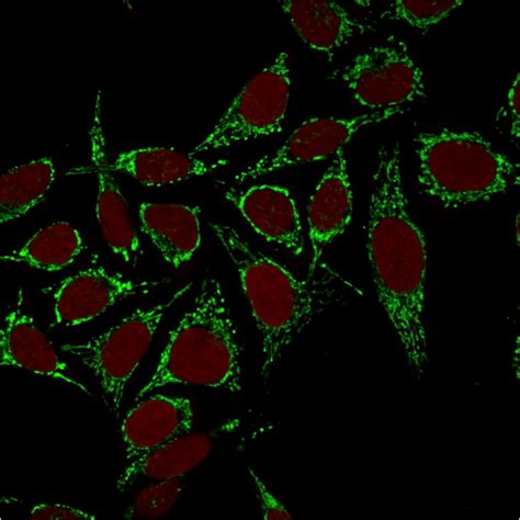 Hsp60 Heat Shock Protein 60 Mitochondrial Marker Clone Cptc Hspd1