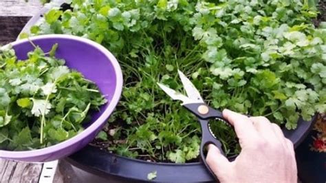 C Mo Sembrar Cilantro Sin Semilla Todos Pasos Necesarios