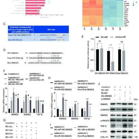 Mir 203a 3p Mediates The Regulation Of Circtubd1 On Smad3 A Tgf β