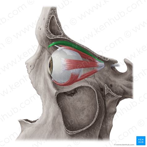 Lacrimal gland: Anatomy, supply and function | Kenhub